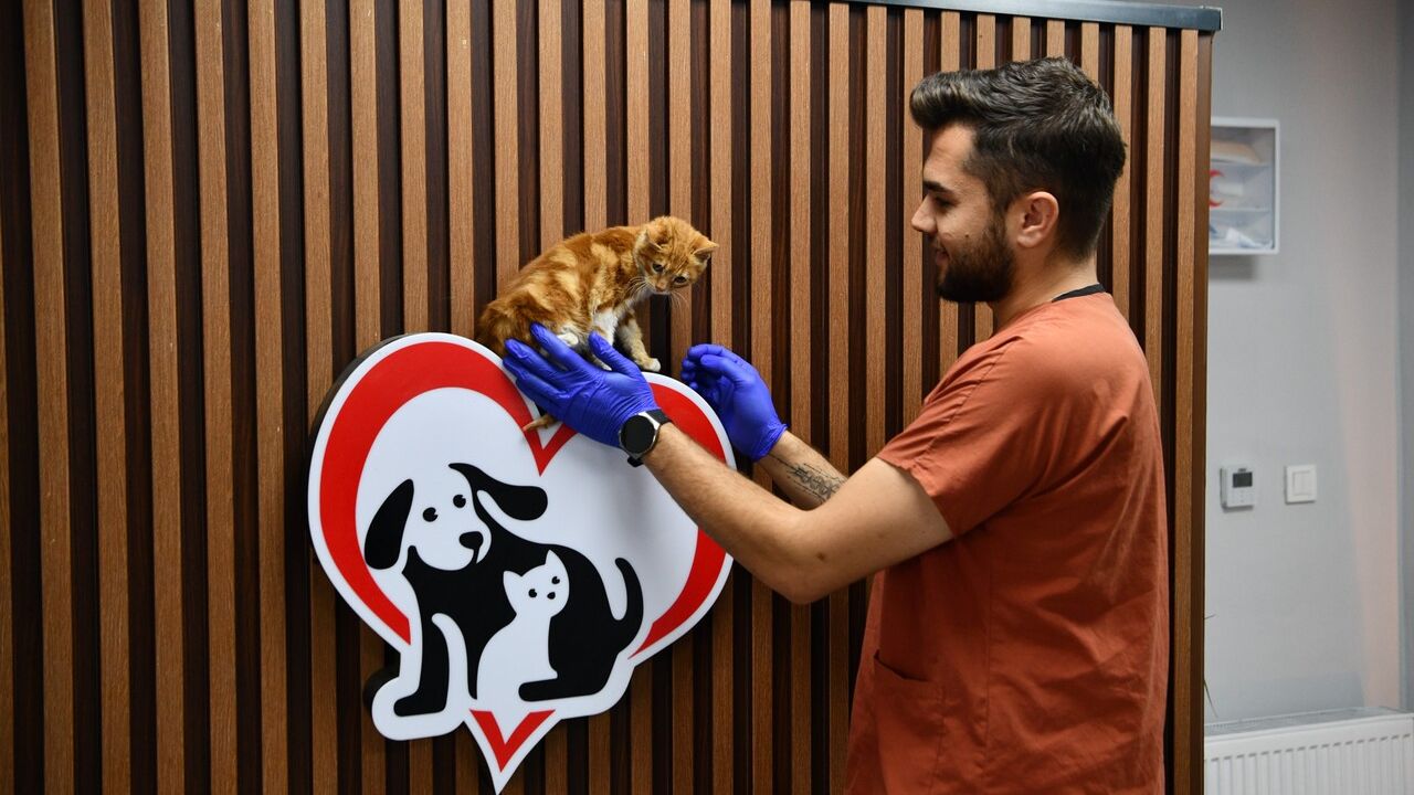 Balıkesir'den örnek proje: Sokak hayvanlarına güvenli ve kalıcı yuva