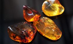 Amber nasıl elde edilir? Amber nedir, nasıl kokar?