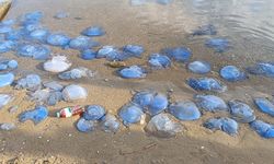 Balıkçılığı da etkiliyor! Foça sahillerinde denizanası istilası sürüyor