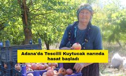 Adana'da Tescilli Kuytucak narında hasat başladı