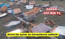 Artvin'de ayılar arı kovanlarına saldırdı: 60 kovanın zararı 250 bin!