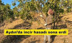 Aydın’da incir hasadı sona erdi