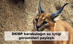 DKMP karakulağın su içtiği görüntüleri paylaştı