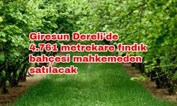 Giresun Dereli'de 4.761 metrekare fındık bahçesi mahkemeden satılacak