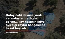 Hatay'daki devasa yarık vatandaşları tedirgin ediyor... Fay hattının ikiye ayırdığı zeytin bahçesinde hasat başladı