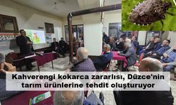 Kahverengi kokarca zararlısı, Düzce'nin tarım ürünlerine tehdit oluşturuyor