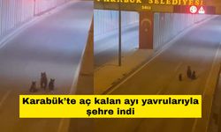 Karabük’te aç kalan ayı yavrularıyla şehre indi