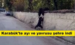 Karabük'te ayı ve yavrusu şehre indi