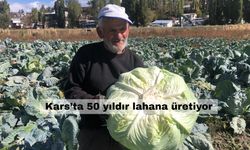 Kars’ta 50 yıldır lahana üretiyor