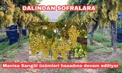 Manisa Sarıgöl üzümleri hasadına devam ediliyor