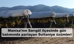 Manisa'nın Sarıgöl ilçesinde gün batımında parlayan Sultaniye üzümleri