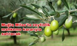 Muğla Milas'ta zeytinlik mahkeme kararıyla satılacak