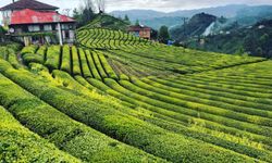 Rize'nin alan kodu nedir? 0464 nerenin alan kodu?