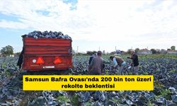 Samsun Bafra Ovası'nda 200 bin ton üzeri rekolte beklentisi