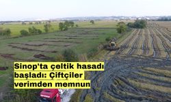 Sinop'ta çeltik hasadı başladı: Çiftçiler verimden memnun