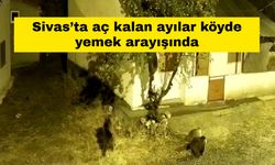 Sivas’ta aç kalan ayılar köyde yemek arayışında