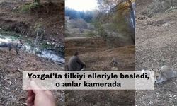 Yozgat’ta tilkiyi elleriyle besledi, o anlar kamerada