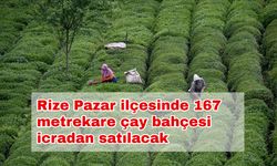 Rize Pazar ilçesinde 167 metrekare çay bahçesi icradan satılacak