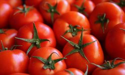 Dünyanın en iyi domatesleri sıralaması belli oldu! Türkiye’den bir ilçe listeye girdi