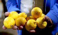 Limon sosu neden yasaklandı? Limon sosu yasak mı? Limon sosu nedir?