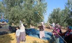 Mudanya'nın zeytin hasadı geçen seneye oranla düştü