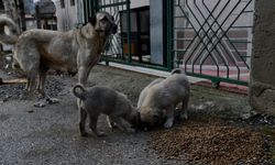 Türkiye'de sokak köpeklerini uyutma teklifi gündemde: Peki dünyada sokak köpeklerine karşı nasıl tedbirler alınıyor?