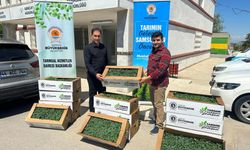 'Tarımın Geleceği, Samsun'un Önceliği' vizyonuyla çiftçiye dev destek!