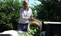 Adana'da karantina önlemleri artmalı mı? Çiftçilerden yeşillenme hastalığına karşı uyarı!