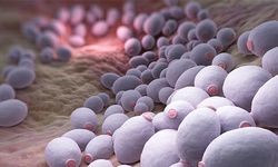 Candida mantarı belirtileri Candida mantarı nedir?