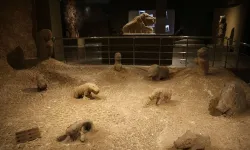 Şanlıurfa'dan tarihe ışık tutan 81 eser ilk kez sergileniyor!