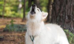 Ezan okunurken köpekler neden ulur? Nedeni belli oldu!