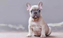 French Bulldog köpek ırkı özellikleri nelerdir? French Bulldog cins köpeğe nasıl bakılır?