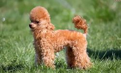 Minyatür Poodle köpek ırkı özellikleri nelerdir? Minyatür Poodle cins köpeğe nasıl bakılır?