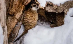 Mirketler neden ölür? Mirketler eğer sevdiğini başka biriyle görürse ölür mü?