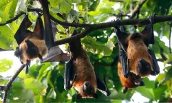 Nipah Virüsü nedir? Nipah Virüsü nasıl bulaşır? Nipah Virüsü öldürür mü?