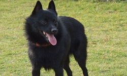 Schipperkee köpek ırkı özellikleri nelerdir? Schipperkee cins köpeğe nasıl bakılır?