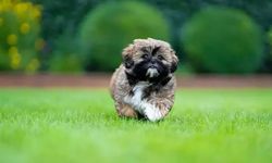 Shih Tzu köpek ırkı özellikleri nelerdir? Shih Tzu cins köpeğe nasıl bakılır?