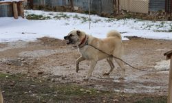 Toroslardan Afrika'ya: Kangal her iklimde yaşayabilir mi?