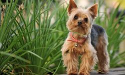 Yorkshire Terrier köpek ırkı özellikleri nelerdir? Yorkshire Terrier cins köpeğe nasıl bakılır?