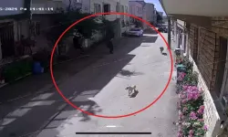 Sahipsiz köpekler çocuklara saldırdı! 2 yaralı