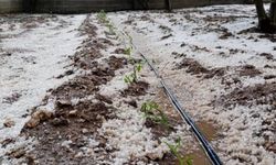 Mayıs ayında yağan dolu üreticiyi vurdu