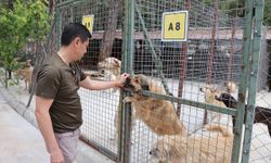 Başkan Ünlü, can dostlar için çağrıda bulundu