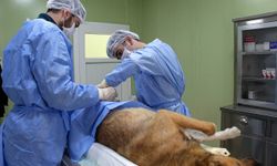 Buca Belediyesi'nden hayvanseverlere ücretsiz çip ve kısırlaştırma hizmeti
