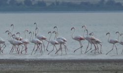 Van'da flamingo göçü: Erçek Gölü'nde binlerce kuş bir araya geldi!