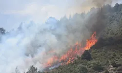 Ankara'da orman yangını son dakika: 1 kişi tutuklandı