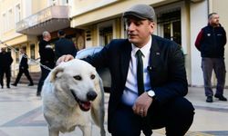 Başkan’dan Anlamlı Mesaj: Sokak Köpeği Paşa’ya Sıcak Yuva