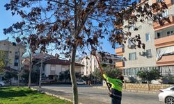 Didim Belediyesi’nden Ağaçlara Kış Bakımı