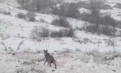 Nesli tehlike altında: Kırmızı listede yer alan vaşak Erzincan'da görüntülendi!