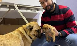 Anne köpek ölmek üzere olan yavrusunu veterinere getirdi