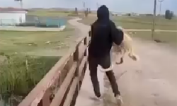 Vicdanları sızlatan olay! Sokak köpeğine yapılan insanlık dışı davranış tepki çekti...